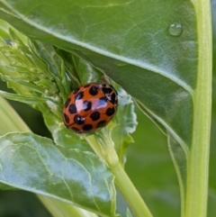 Harmonia conformis (Common Spotted Ladybird) at Albury - 9 Nov 2021 by ChrisAllen