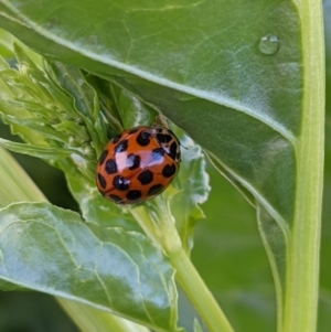 Harmonia conformis at Thurgoona, NSW - 9 Nov 2021