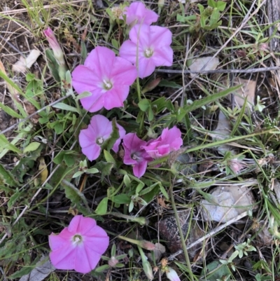 Convolvulus angustissimus subsp. angustissimus (Australian Bindweed) at Burra, NSW - 11 Nov 2021 by SusanStone