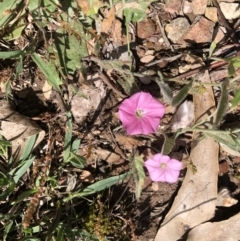 Convolvulus angustissimus subsp. angustissimus at Burra, NSW - 11 Nov 2021