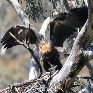 Aquila audax at Ainslie, ACT - 9 Nov 2021