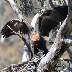Aquila audax (Wedge-tailed Eagle) at Ainslie, ACT - 9 Nov 2021 by jbromilow50