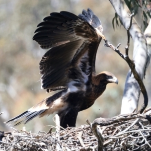 Aquila audax at Ainslie, ACT - 9 Nov 2021