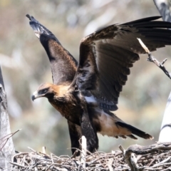 Aquila audax at Ainslie, ACT - 9 Nov 2021