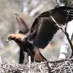 Aquila audax at Ainslie, ACT - 9 Nov 2021