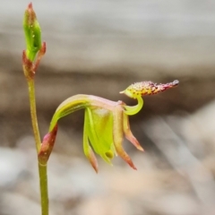 Caleana minor (Small Duck Orchid) at Acton, ACT - 11 Nov 2021 by RobG1