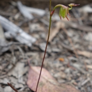 Caleana minor at Acton, ACT - 11 Nov 2021