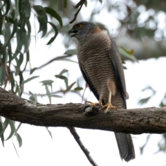 Accipiter fasciatus (Brown Goshawk) at ANBG - 10 Nov 2021 by jb2602