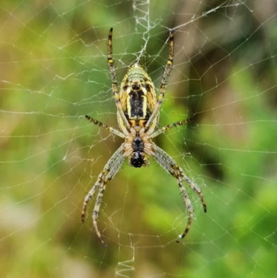 Plebs bradleyi (Enamelled spider) at Black Mountain - 11 Nov 2021 by RobG1