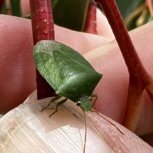 Cuspicona simplex at Murrumbateman, NSW - 11 Nov 2021 12:55 PM