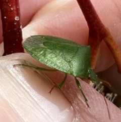 Cuspicona simplex at Murrumbateman, NSW - 11 Nov 2021 12:55 PM