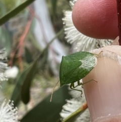 Cuspicona simplex at Murrumbateman, NSW - 11 Nov 2021