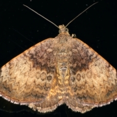 Chrysolarentia mecynata (Mecynata Carpet Moth) at Ainslie, ACT - 10 Nov 2021 by jbromilow50