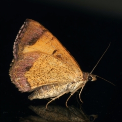 Chrysolarentia mecynata at Ainslie, ACT - 10 Nov 2021