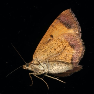 Chrysolarentia mecynata at Ainslie, ACT - 10 Nov 2021