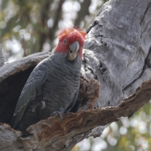 Callocephalon fimbriatum at Bruce, ACT - suppressed