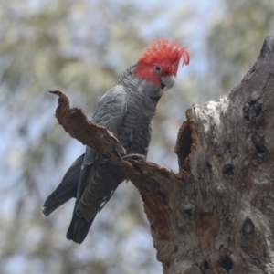 Callocephalon fimbriatum at Bruce, ACT - 11 Nov 2021