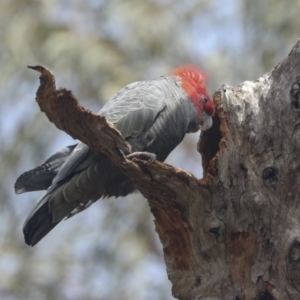 Callocephalon fimbriatum at Bruce, ACT - 11 Nov 2021