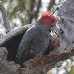 Callocephalon fimbriatum at Bruce, ACT - suppressed