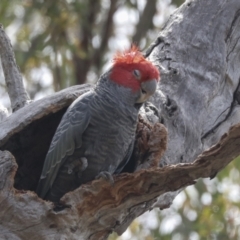 Callocephalon fimbriatum at Bruce, ACT - 11 Nov 2021