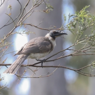 Philemon corniculatus (Noisy Friarbird) at Bruce Ridge - 10 Nov 2021 by AlisonMilton