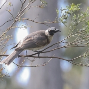 Philemon corniculatus at Bruce, ACT - 11 Nov 2021 09:54 AM