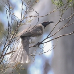 Philemon corniculatus at Bruce, ACT - 11 Nov 2021