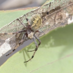 Salsa fuliginata (Sooty Orb-weaver) at Bruce Ridge to Gossan Hill - 10 Nov 2021 by AlisonMilton