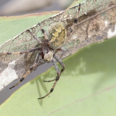 Salsa fuliginata (Sooty Orb-weaver) at Bruce Ridge - 10 Nov 2021 by AlisonMilton