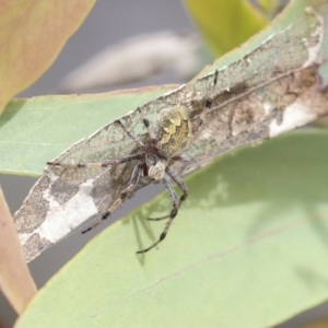 Salsa fuliginata at Bruce, ACT - 11 Nov 2021 10:36 AM