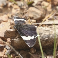 Eutrichopidia latinus (Yellow-banded Day-moth) at Bruce Ridge - 11 Nov 2021 by AlisonMilton