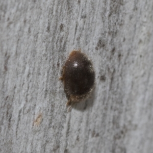 Coccinellidae (family) at Bruce, ACT - 11 Nov 2021