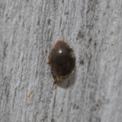 Coccinellidae (family) (Unidentified lady beetle) at Bruce Ridge to Gossan Hill - 10 Nov 2021 by AlisonMilton