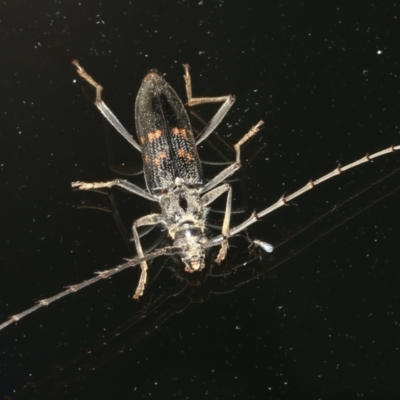 Phoracantha obscura (Longhorn Beetle) at Ainslie, ACT - 10 Nov 2021 by jb2602