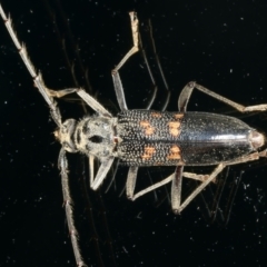 Phoracantha obscura at Ainslie, ACT - 10 Nov 2021