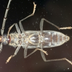 Phoracantha obscura at Ainslie, ACT - 10 Nov 2021