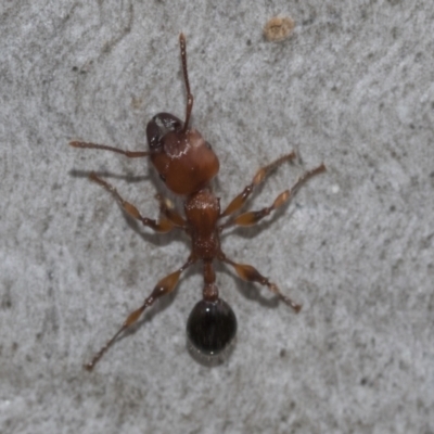 Podomyrma gratiosa (Muscleman tree ant) at Bruce Ridge to Gossan Hill - 10 Nov 2021 by AlisonMilton