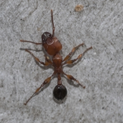 Podomyrma gratiosa (Muscleman tree ant) at Bruce, ACT - 11 Nov 2021 by AlisonMilton