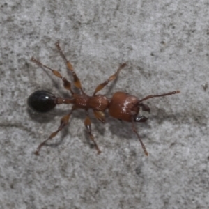 Podomyrma gratiosa at Bruce, ACT - 11 Nov 2021