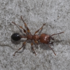 Podomyrma gratiosa at Bruce, ACT - 11 Nov 2021 09:04 AM