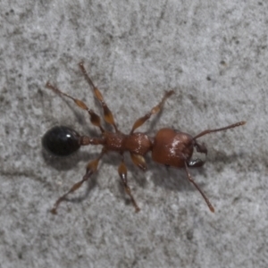 Podomyrma gratiosa at Bruce, ACT - 11 Nov 2021