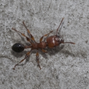 Podomyrma gratiosa at Bruce, ACT - 11 Nov 2021 09:04 AM