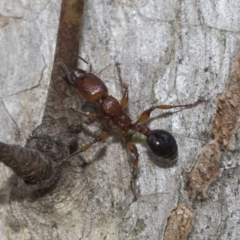 Podomyrma gratiosa at Bruce, ACT - 11 Nov 2021