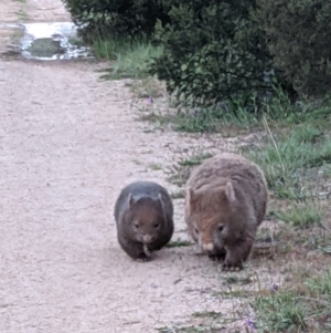 Vombatus ursinus at Molonglo Valley, ACT - 24 Oct 2021 06:00 AM