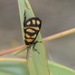 Asura lydia (Lydia Lichen Moth) at Bruce, ACT - 11 Nov 2021 by AlisonMilton