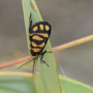 Asura lydia at Bruce, ACT - 11 Nov 2021 09:37 AM