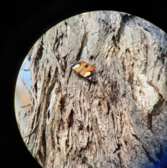 Vanessa itea (Yellow Admiral) at Hackett, ACT - 22 Oct 2021 by Helberth