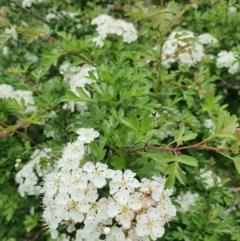 Crataegus monogyna (Hawthorn) at Pialligo, ACT - 21 Oct 2021 by Helberth