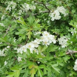 Crataegus monogyna at Pialligo, ACT - 21 Oct 2021 10:46 AM