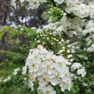 Crataegus monogyna at Pialligo, ACT - 21 Oct 2021 10:46 AM